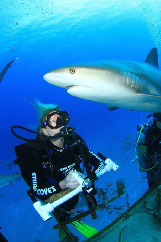 Ocean First Institute Shark